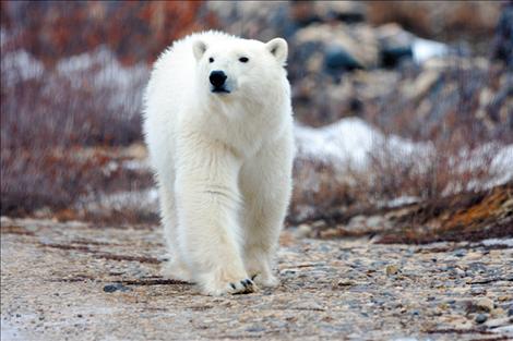 Taking trips to see polar bears in Churchill, Manitoba is a hobby of Frank Tyro.