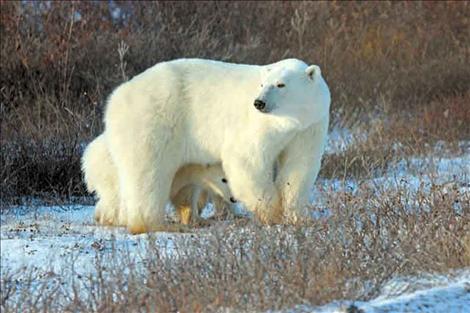 Taking trips to see polar bears in Churchill, Manitoba is a hobby of Frank Tyro. 