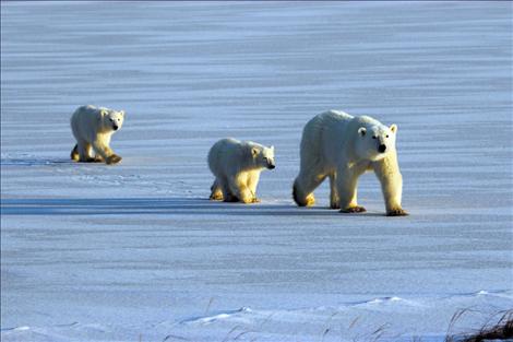 Taking trips to see polar bears in Churchill, Manitoba is a hobby of Frank Tyro. 