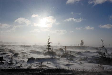 Each year Frank Tyro takes a trip to the tundra in Churchill, Manitoba. 