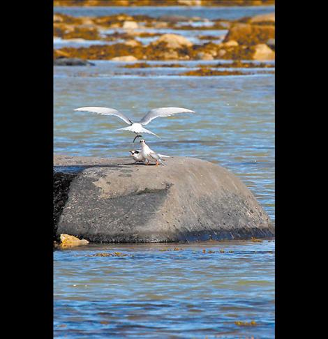 Each year Frank Tyro takes a trip to the tundra in Churchill, Manitoba. 