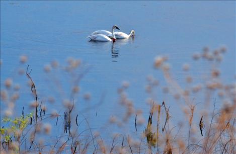 Trumpeter swans, tagged with red neck bands, feed in shallow water of Pablo Reservoir in early August.