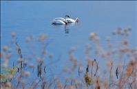 Tribal Wildlife Biologists request information on nesting Trumpeter Swans