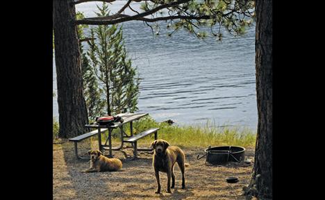 A Big Arm State Park campsite is near the shore of Flathead Lake.