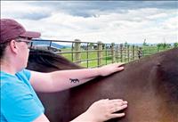 Equine massage therapy offered in Mission Valley