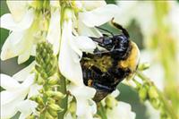 Local pollinator initiative branches out