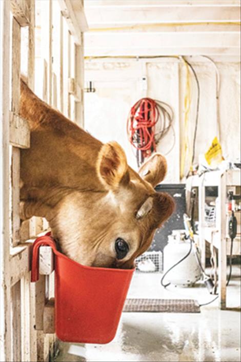Travis Jordan enters the milking barn under the watchful gaze of curious goats.