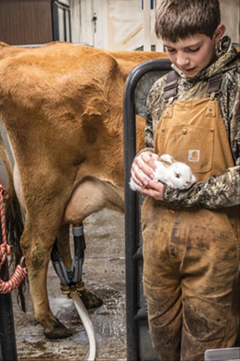 Rose, the Jordan’s jersey milk cow, eats some grain while she’s milked.