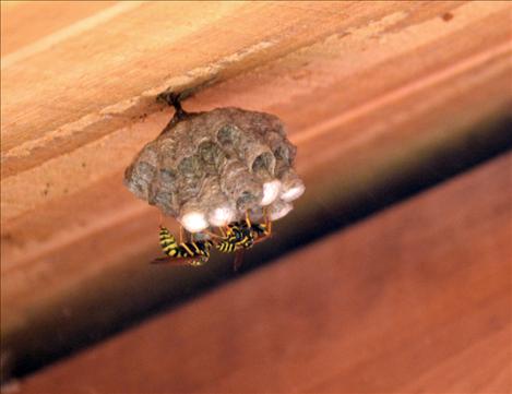 Yellow jackets can build nests in all kinds of places, including eaves. 