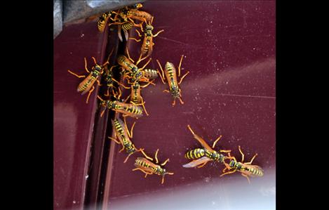 Swarms of yellow jackets are most aggressive at the end of summer, when food supplies dwindle. 