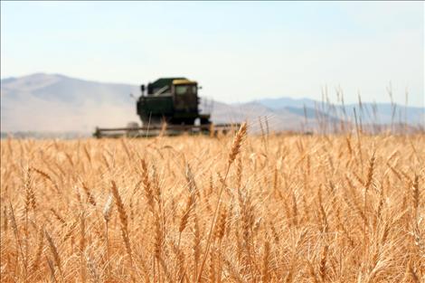 George Biggs harvests his wheat field after a tough dry year fighting cereal leaf beetles.