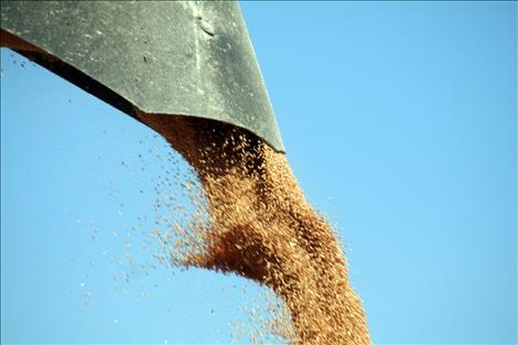 George Biggs harvests his wheat field after a tough dry year fighting cereal leaf beetles.