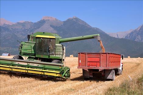 George Biggs harvests his wheat field after a tough dry year fighting cereal leaf beetles.