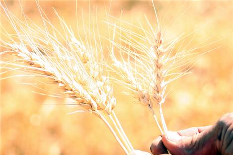 The wheat heads in George Biggs’ field were shorter this year in comparison to last year. The head on the right was from this year.