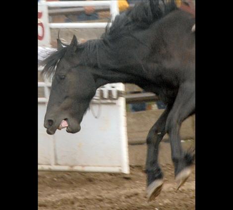 A bucking horse bawls as it exits the gate.