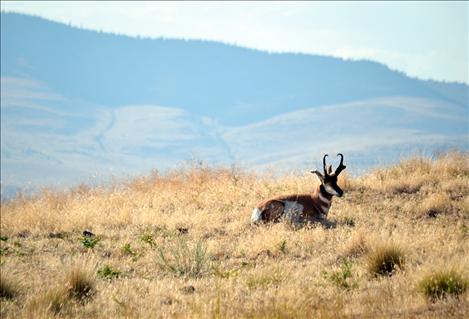 The National Bison Range offers opportunities to view a variety of wildlife, including bison, deer, bighorn sheep, bear and antelope, above.