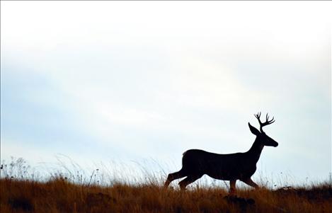 A muley buck makes his way towards the river on the National Bison Range in Moiese.