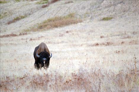 Bison stroll through the native grasses of the National Bison Range in Moiese.