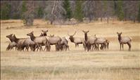 Elk management group passes recommendations on to FWP