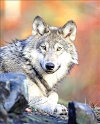 Wolf report shows stable population numbers through 2021