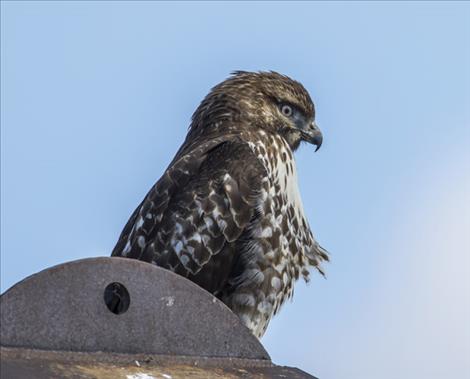 An alert hawk atop a building in Charlo.