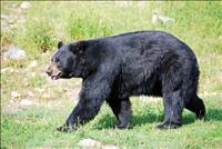 Bear sightings in Lake County increase