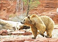 FWP hosts virtual bear safety training
