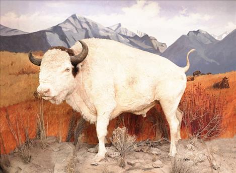 Big Medicine, a white bison with spiritual and cultural significance to the Confederated Salish and Kootenai Tribes, is being repatriated to the tribes following unamimous vote by the Montana Historical Society Board of Trustees.