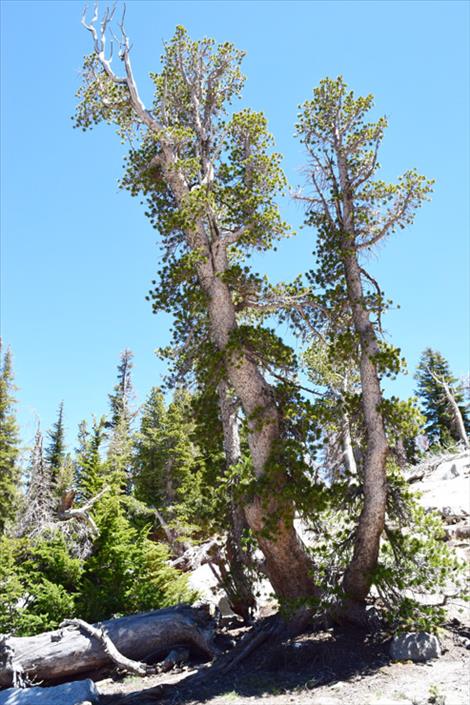 white bark pine tree