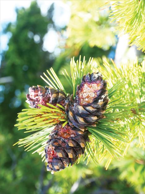 Pine cone  on a white bark pine tree.