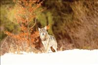 Wolf trapping opens in some areas of occupied grizzly bear habitat