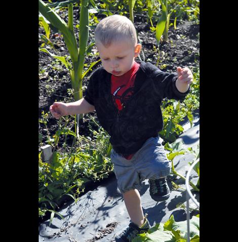 Colter Cross walks around his family’s garden. He hopes others will walk with him at the Missoula Heart Walk on Sept. 28. 