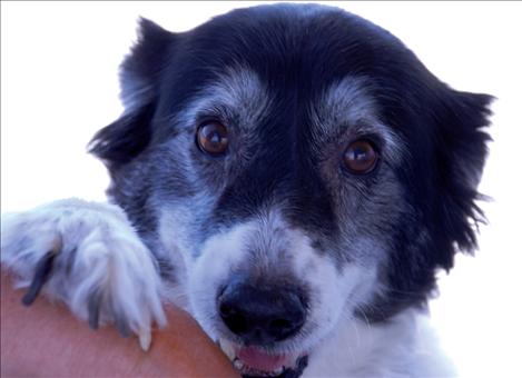 Aussie Hart smiles for the camera at the Doggy Dash. Aussie won best kisser and received a dog toy.