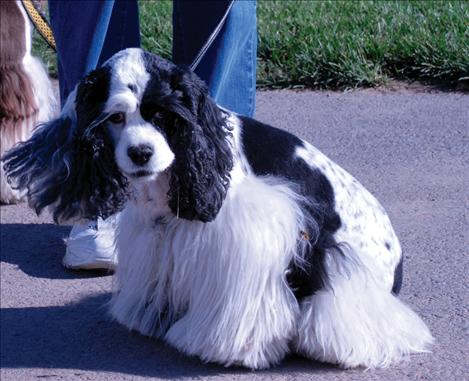 Pennie, a parti-colored cocker spaniel, keeps an eye on bees as she walks with owner Sharon Hawke and Mercedes Marie, her cocker spaniel roommate.  