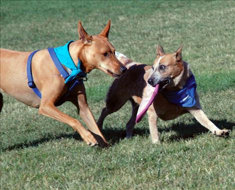 Kate, a red heeler, carries her Frisbee and casts an anxious eye on Wilfred, a Pharaoh hound cross. 