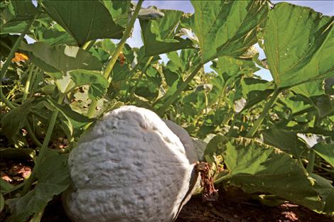 Bell grows blue hubbard squash, left, and buttercup in his compost pile.