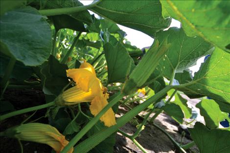 A squash blossom attracts bees. Blossoms are either male or female; only the female ones produce. The males can be harvested and made into soup.