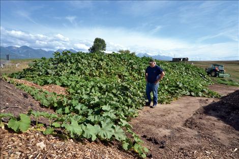 Ronan resident Bob Bell looks over his massive gourd garden, planted in a compost of grass, leaves, wood chips and fish carcasses.
