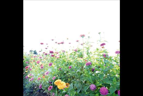 Bob Bell’s community garden is full of peppers, cabbage, broccoli and flowers.