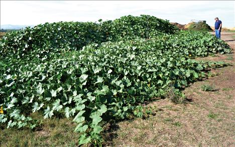 Ronan resident Bob Bell looks over his massive gourd garden, planted in a compost of grass, leaves, wood chips and fish carcasses.